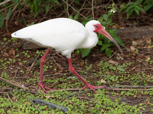 American white ibis (Eudocimus albus)